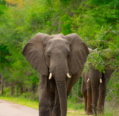 Serengeti Savanna Adventures